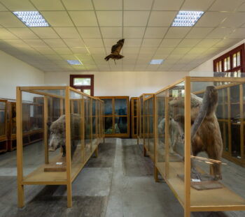 Muzeul-Zoologic-Constantin-Romanescu_Judetul-Neamt_Teoderascu_Muzee-de-la-sat-2