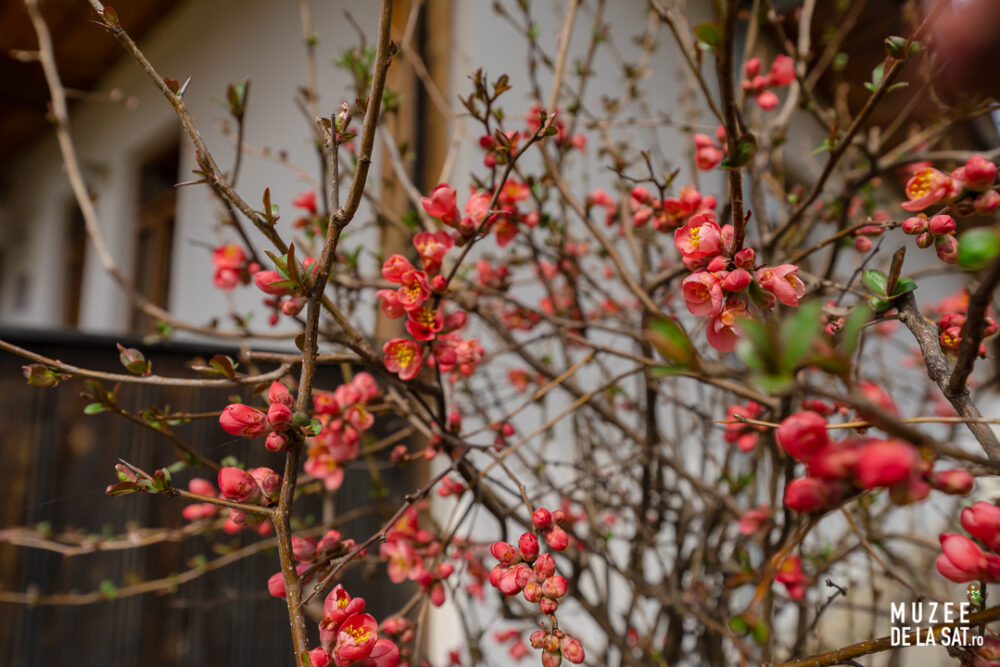 Casa Memorială „Vasile Voiculescu”, județul Buzău Casa Memorială „Vasile Voiculescu”, județul Buzău