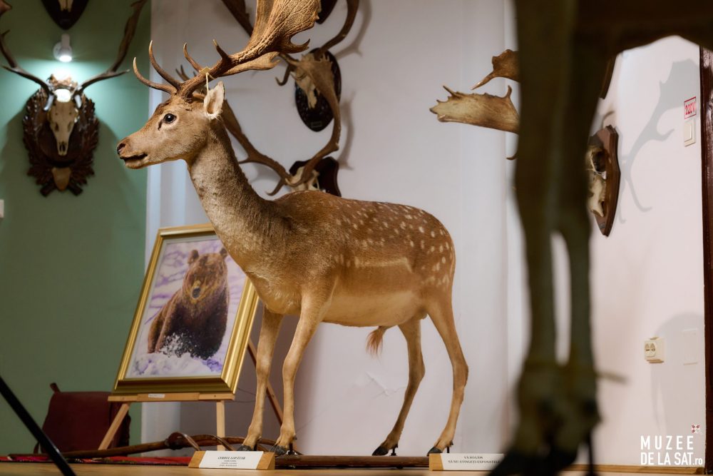 06-Muzee-de-la-sat-Muzeul-Cinegetic-și-Silvic-Charlottenburg