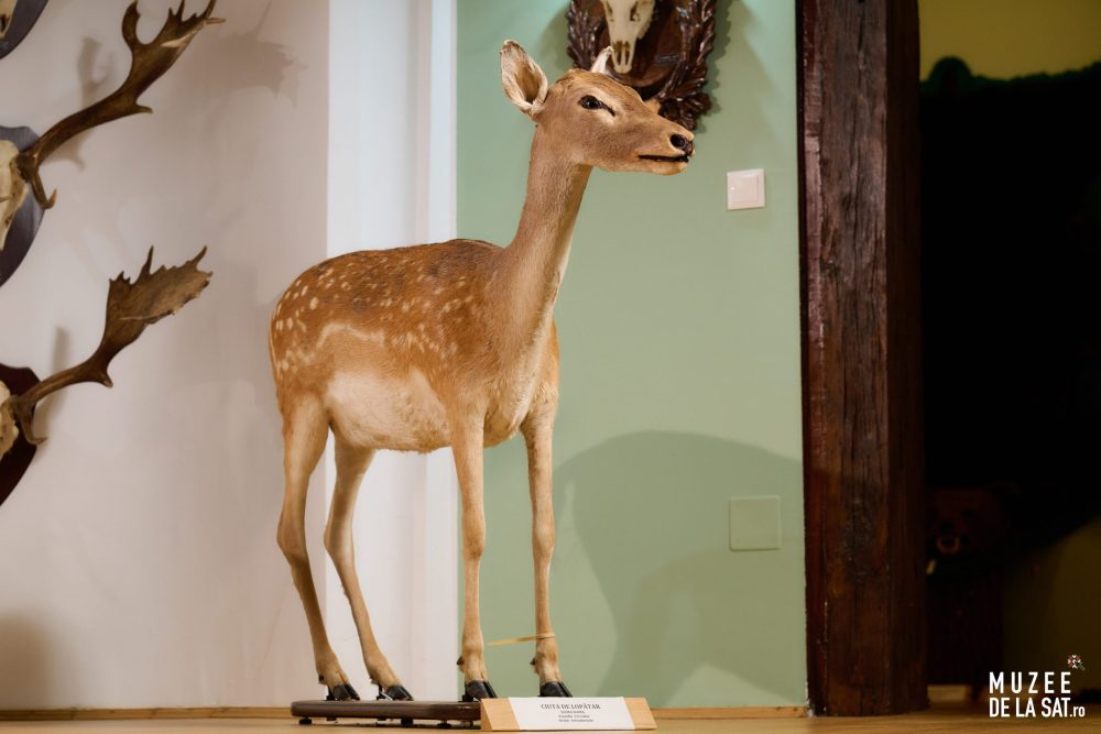 08-Muzee-de-la-sat-Muzeul-Cinegetic-și-Silvic-Charlottenburg