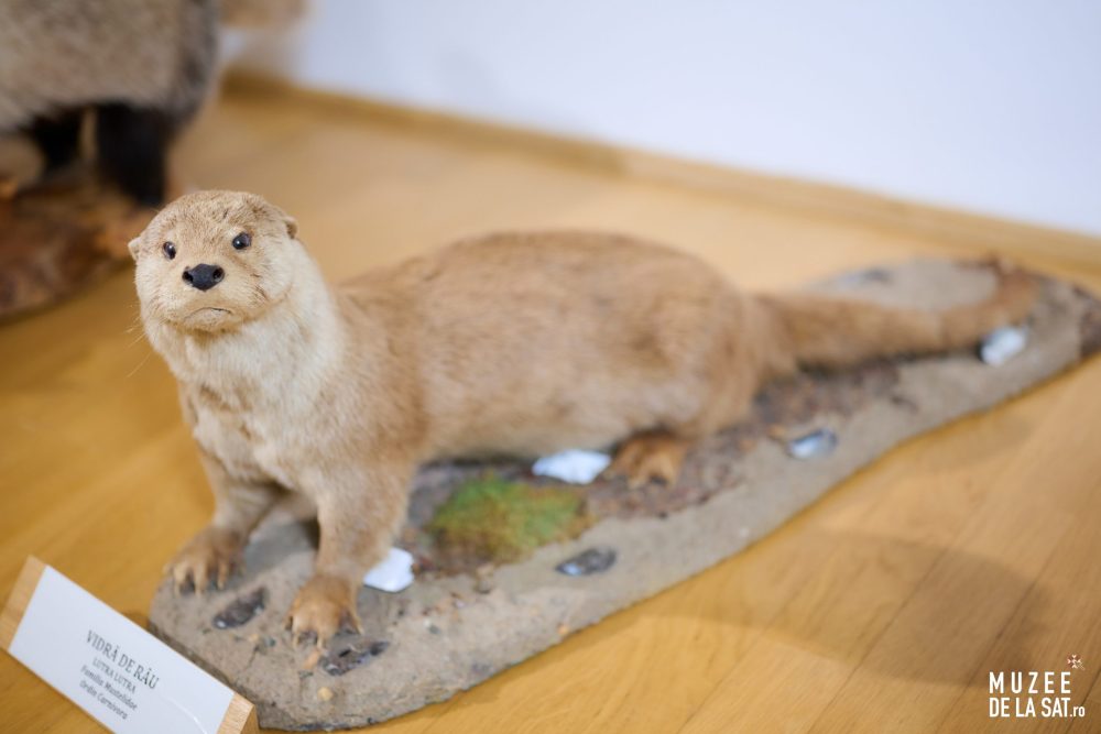 13-Muzee-de-la-sat-Muzeul-Cinegetic-și-Silvic-Charlottenburg