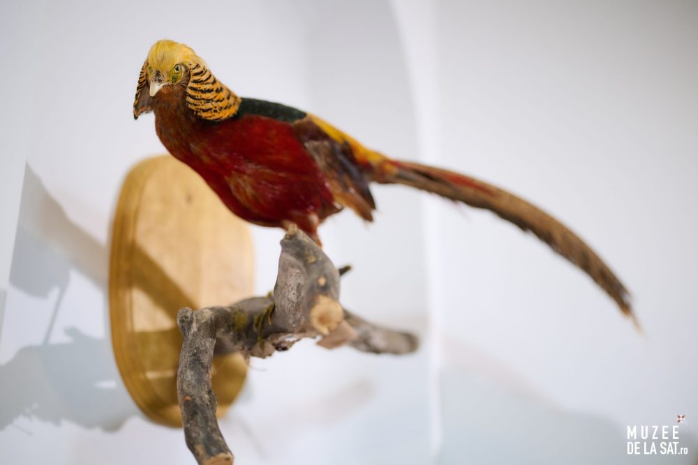 15-Muzee-de-la-sat-Muzeul-Cinegetic-și-Silvic-Charlottenburg